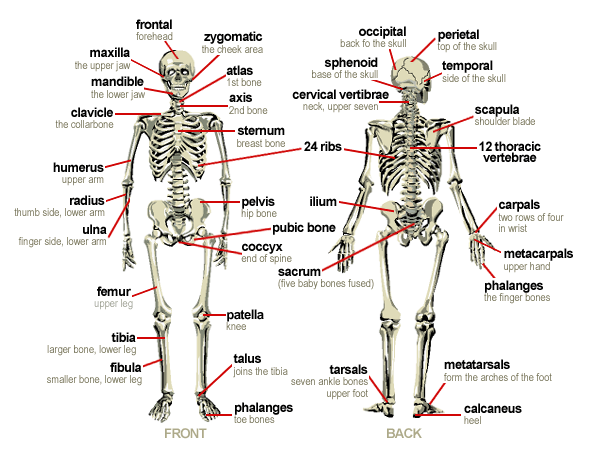 AS90963 1.2 Muscles, Bones and Movement. How the body works - Mr Ennor